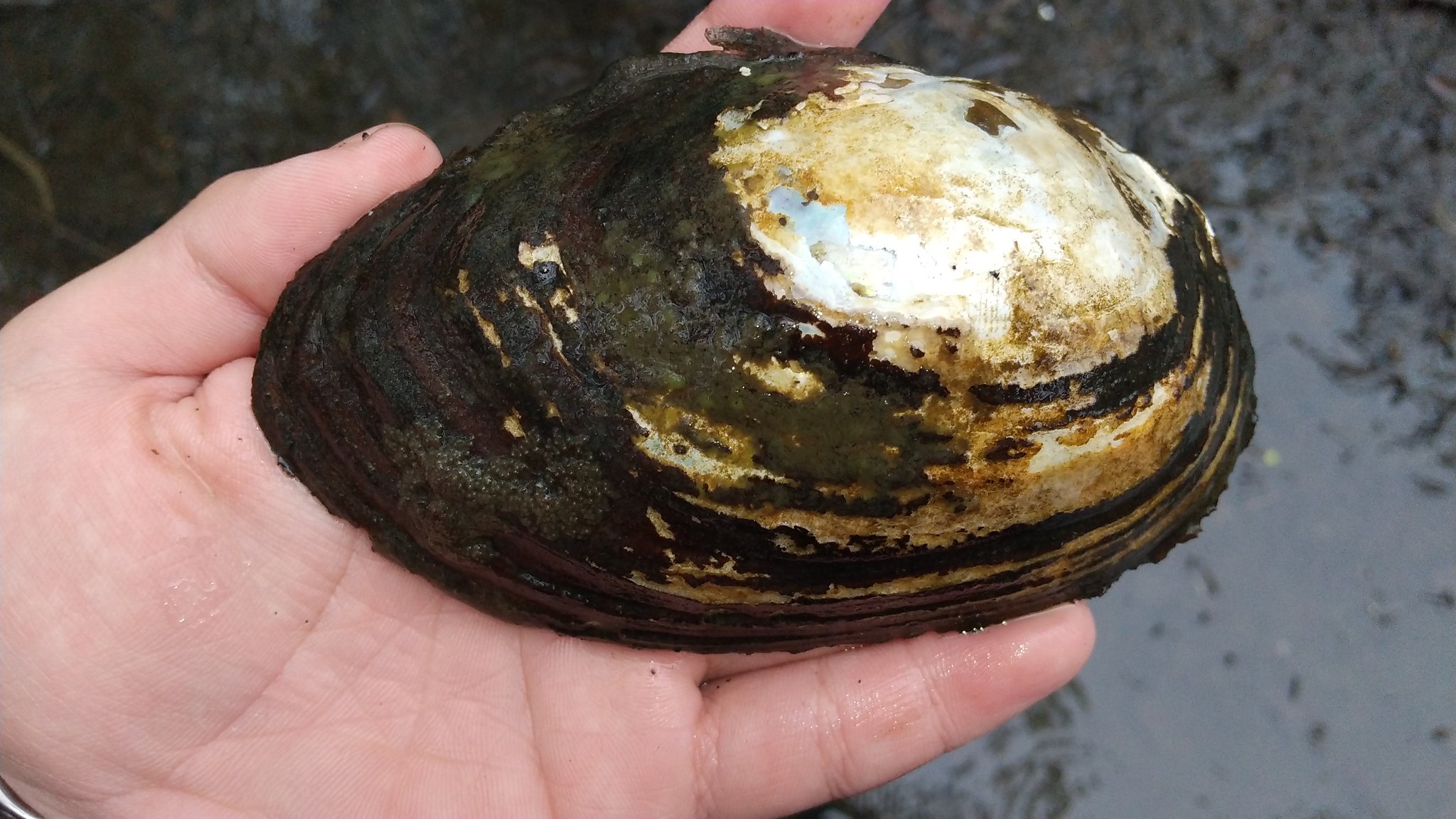 イシガイ目 観察・探求 (uTuJFo3kx3FVKAv) / Twitter