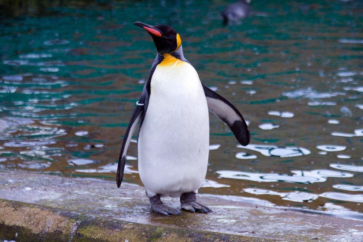 EdinburghZoo's tweet photo. Things we should ALL be aware of about penguins:

1. Penguins sneeze to expel excess salt  
2. You MUST say ‘bless you’ if a penguin sneezes in your presence

We don’t make the rules... #PenguinAwarenessDay 🐧 https://t.co/kyEDqNyKyV