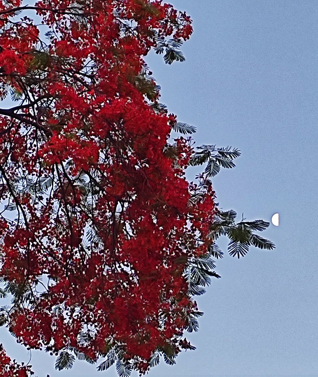 Gulmohar and slice of moon. #Moonlove#Gulmohar#Summer#
