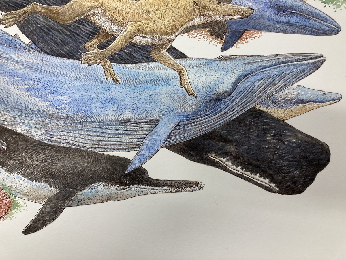 「クジラのイラストレーション。完成しました。 」|小田　隆　Oda Takashiのイラスト