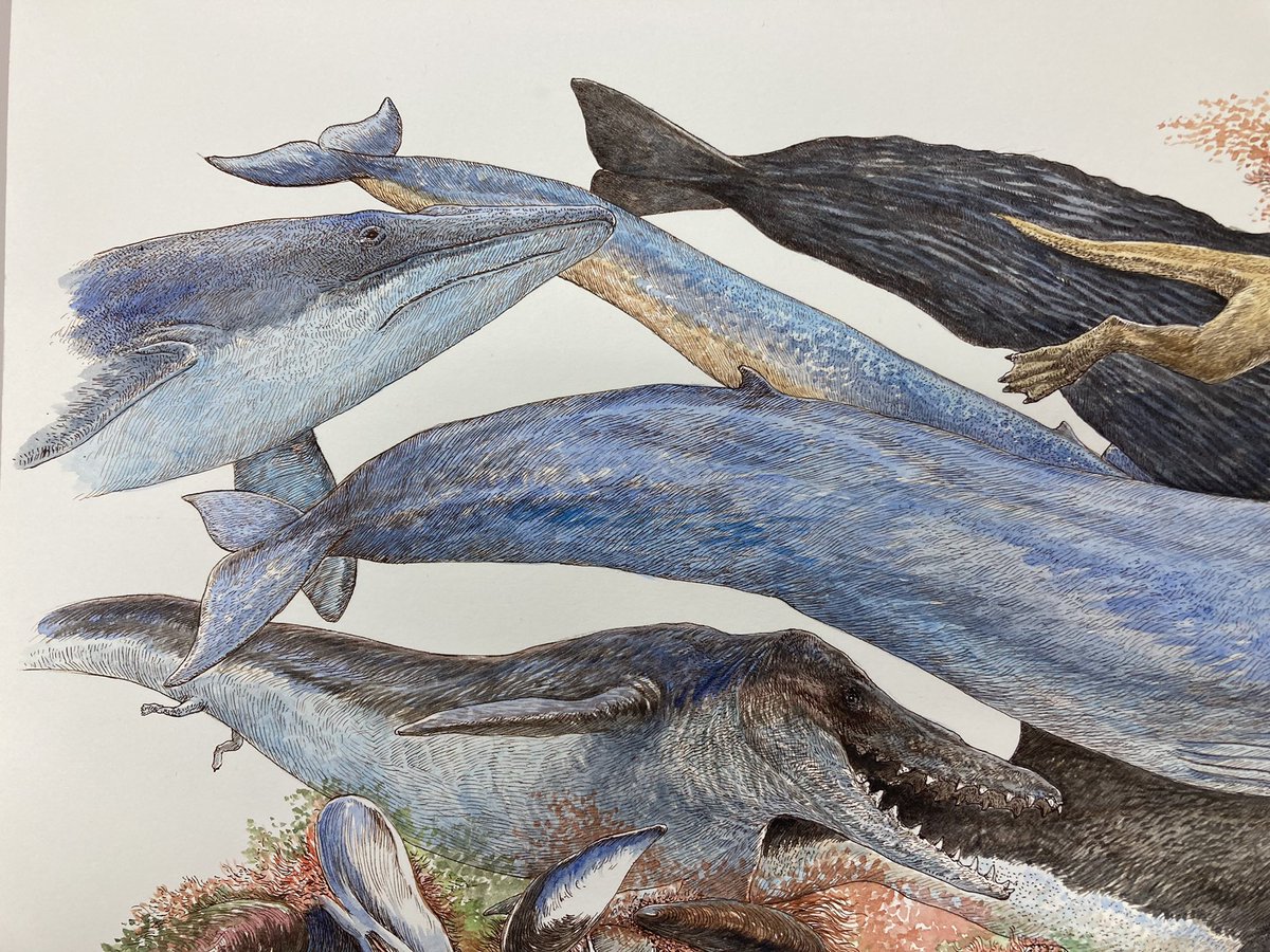「クジラのイラストレーション。完成しました。 」|小田　隆　Oda Takashiのイラスト