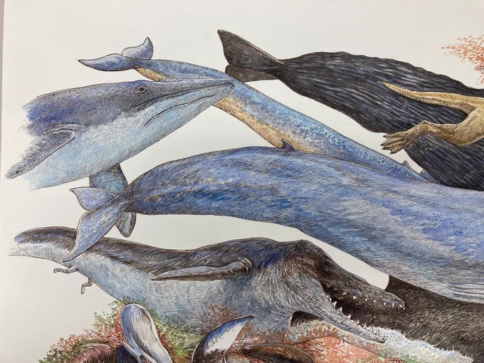 クジラのイラストレーション。完成しました。 