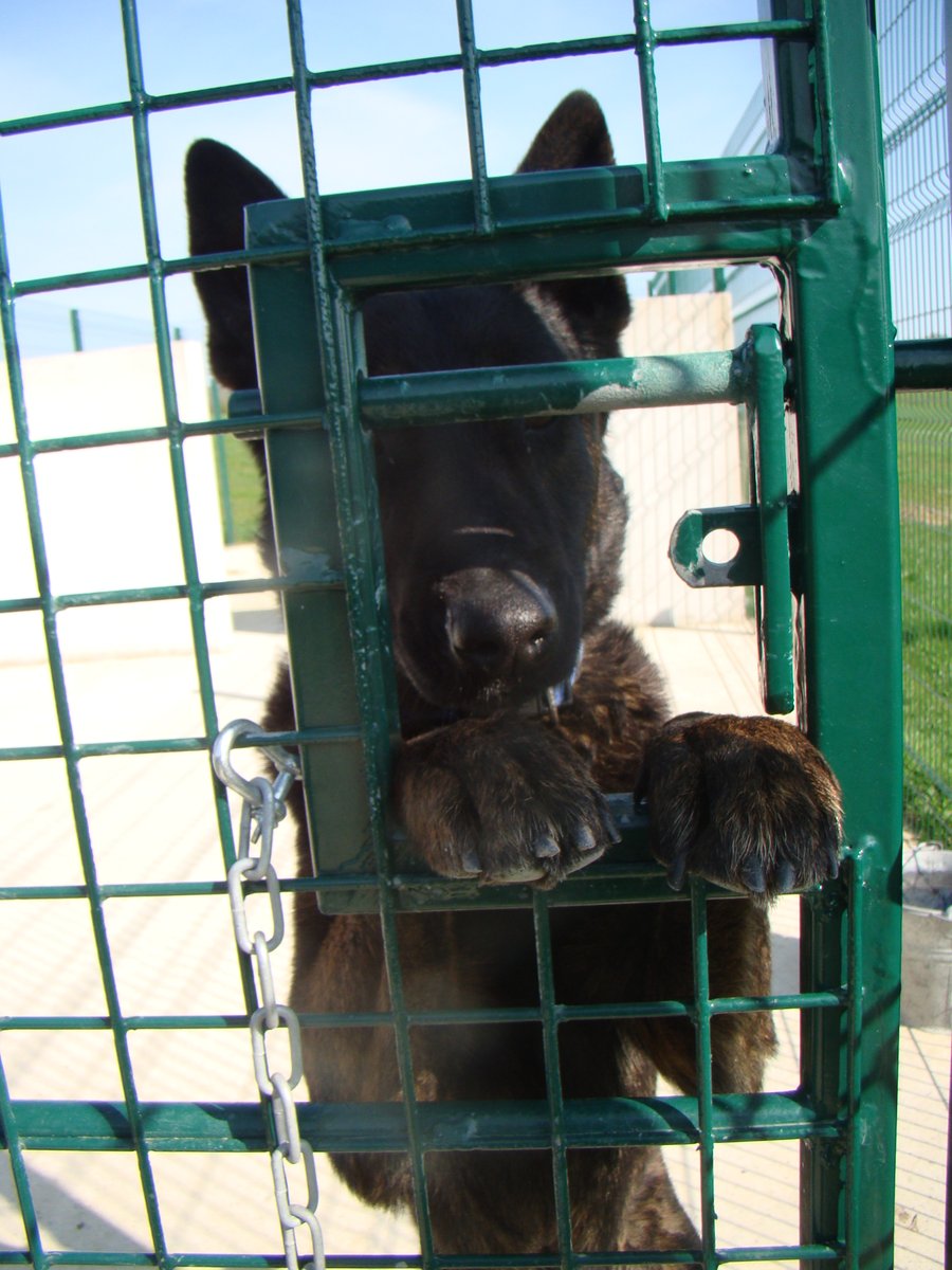 ISPCA Wicklow tweet media