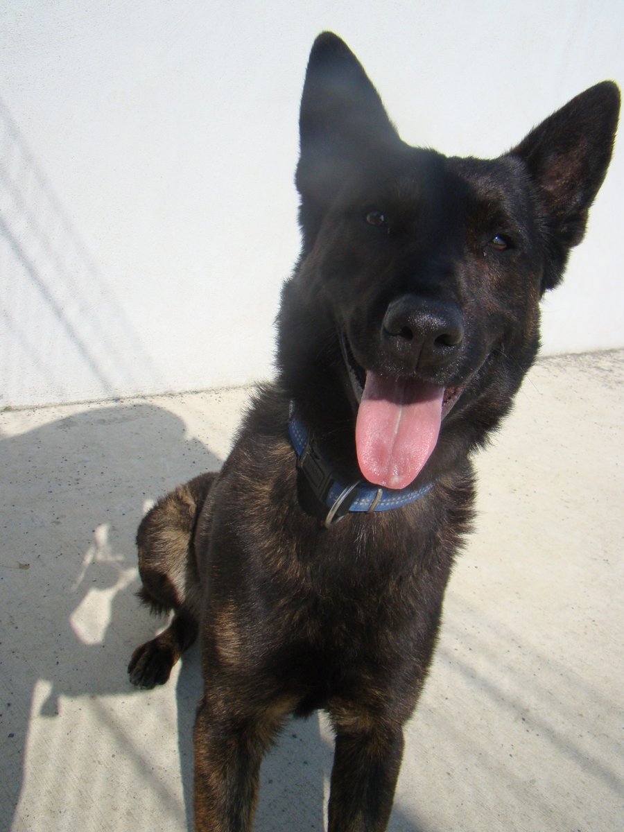 ISPCA Wicklow tweet media