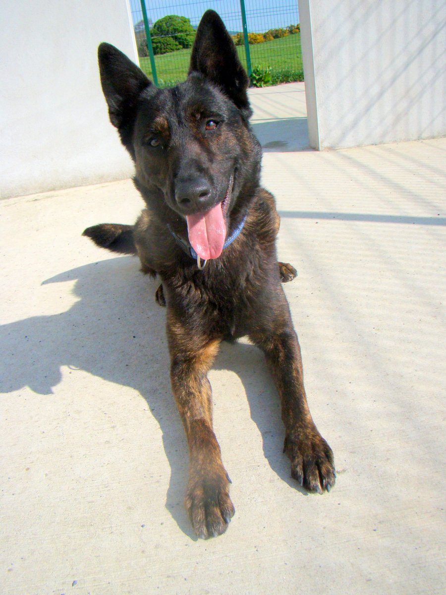 Rocky - German shepherd x -98102000634183

Rocky is approx 1 year of age and still very much a puppy. He is very energetic and happy to play all day. Very keen to learn and we think he would thrive in a home where the owners can work to bring the best out of Rocky