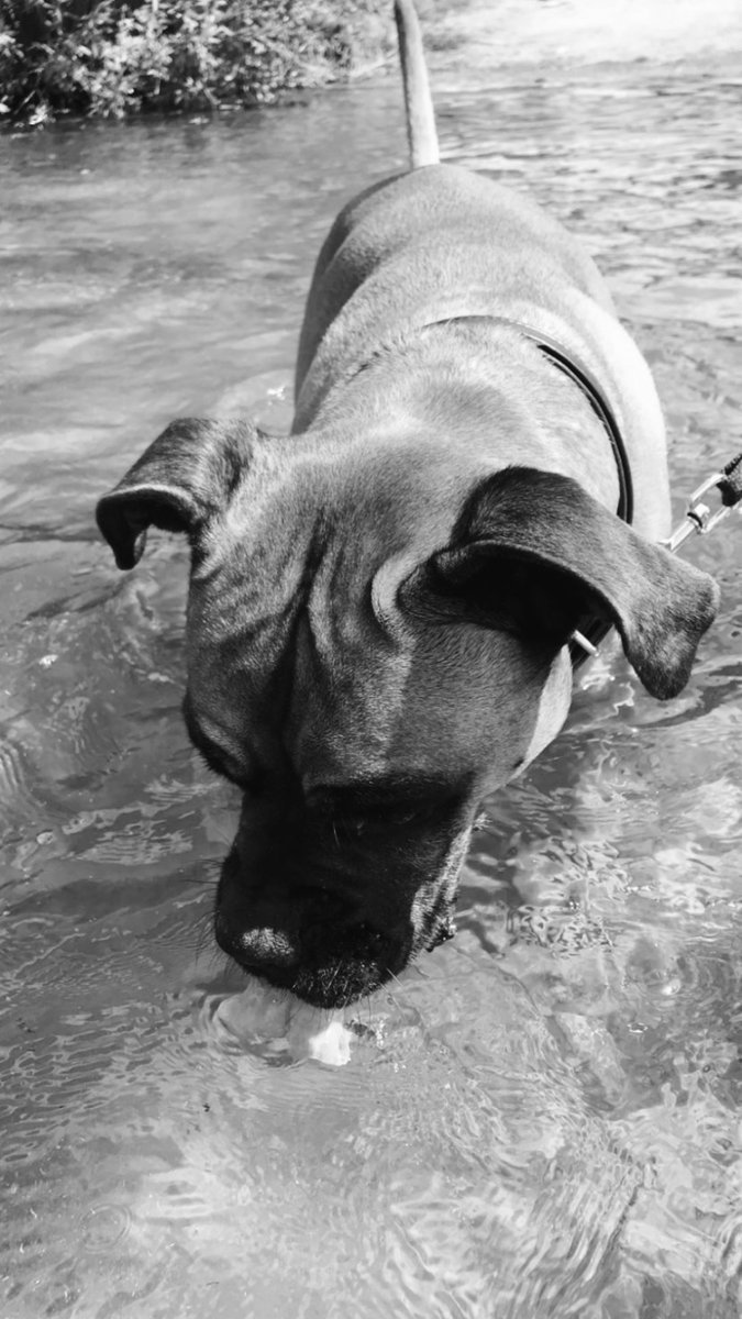 ems_dr's tweet photo. We’ve always had dogs, a lot of times elderly dogs. Days like this are always the worst. Rest easy, boy. 🕊 https://t.co/L3QkupmIMl