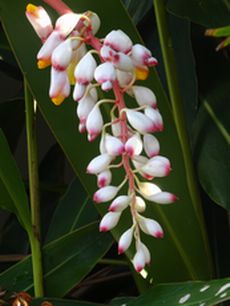 oshirom1's tweet photo. 月桃の花が咲き始めております。毎年この時期に、月桃の花を見るのが楽しみです☆　月桃の匂いが漂ってきそうです。
 ＃月桃　　＃月桃の花 https://t.co/kGQ4fWjU48