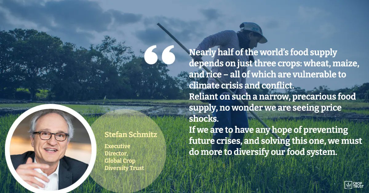 The Crop Trust (@croptrust) on Twitter photo The window of opportunity to safeguard the world’s food supply is closing.
The longer we leave it, the harder it will be to cope with climate shocks, price spikes and instability, writes our Executive Director <a href="/StefanCropTrust/">Stefan Schmitz</a> for <a href="/Independent/">The Independent</a>.
More 👉buff.ly/3MwHZVR The window of opportunity to safeguard the world’s food supply is closing.
The longer we leave it, the harder it will be to cope with climate shocks, price spikes and instability, writes our Executive Director <a href="/StefanCropTrust/">Stefan Schmitz</a> for <a href="/Independent/">The Independent</a>.
More 👉buff.ly/3MwHZVR