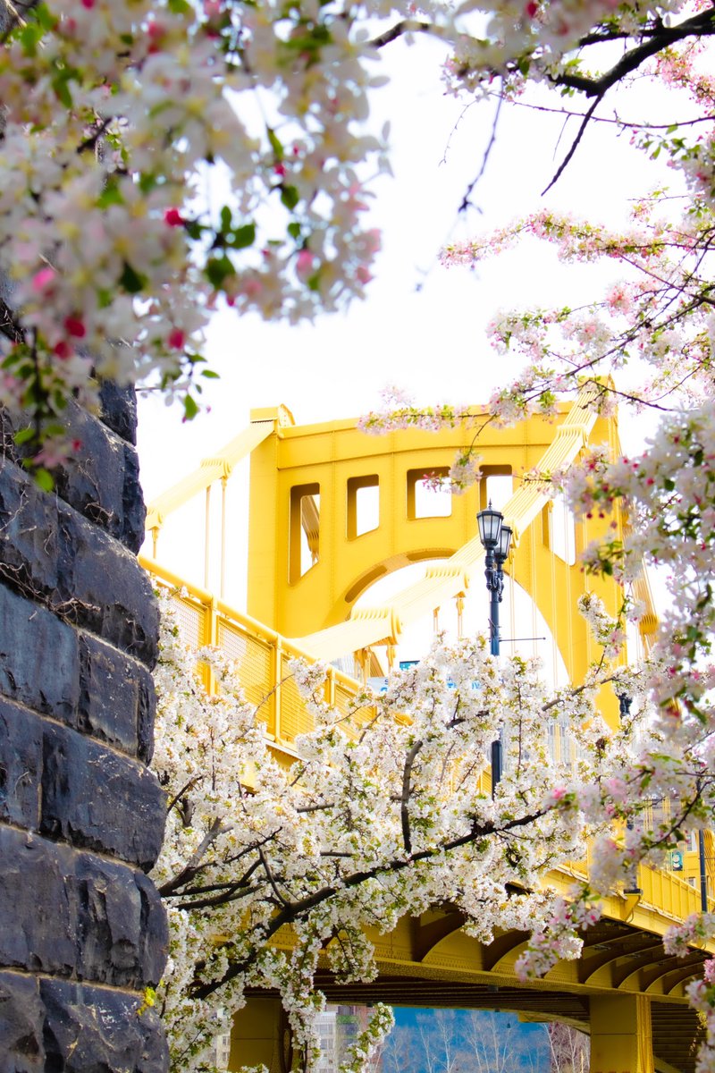 Spring is not my favorite season. The weather is confused, seasonal allergies are vicious, and the world is mud. BUT it sure can be pretty. 

#Pittsburgh #springinthecity