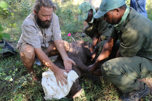 VicFallsWildlifeTrust tweet media