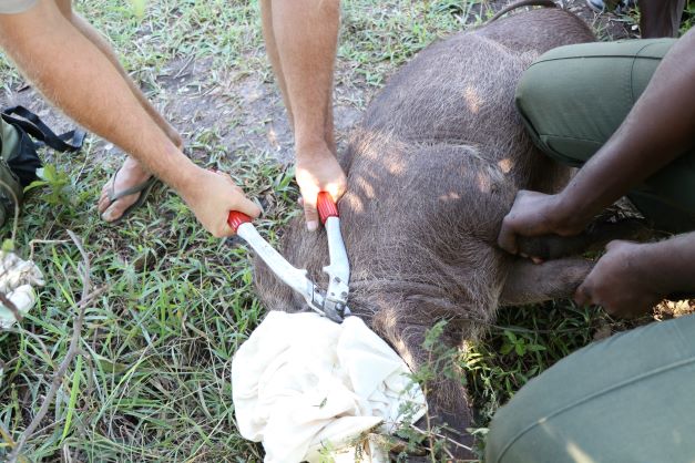 VicFallsWildlifeTrust tweet media