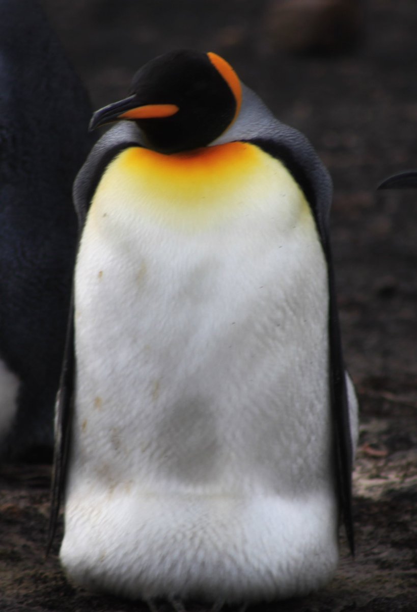 Did someone say … #WorldPenguinDay? 🥰

Yayyyyyyy 😍here are 4 of our 5 species of floofs. #PenguinDay  

#KingPenguin
#GentooPenguin
#RockhopperPenguin
#MagellanicPenguin