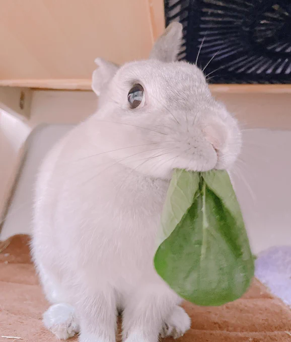 いつもお野菜を食べていただきありがとうございます 