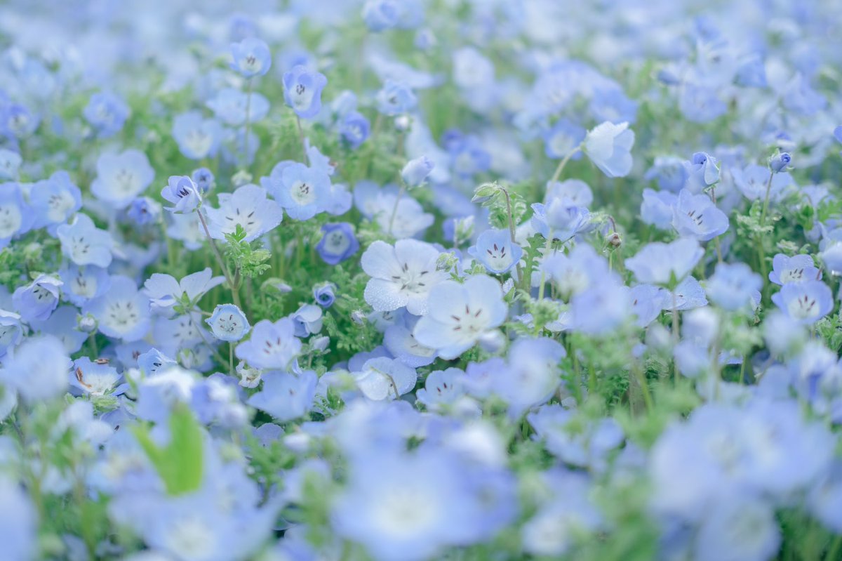 oimo_3939's tweet photo. 朝が来る前に。 https://t.co/ZgQyj5c0PM