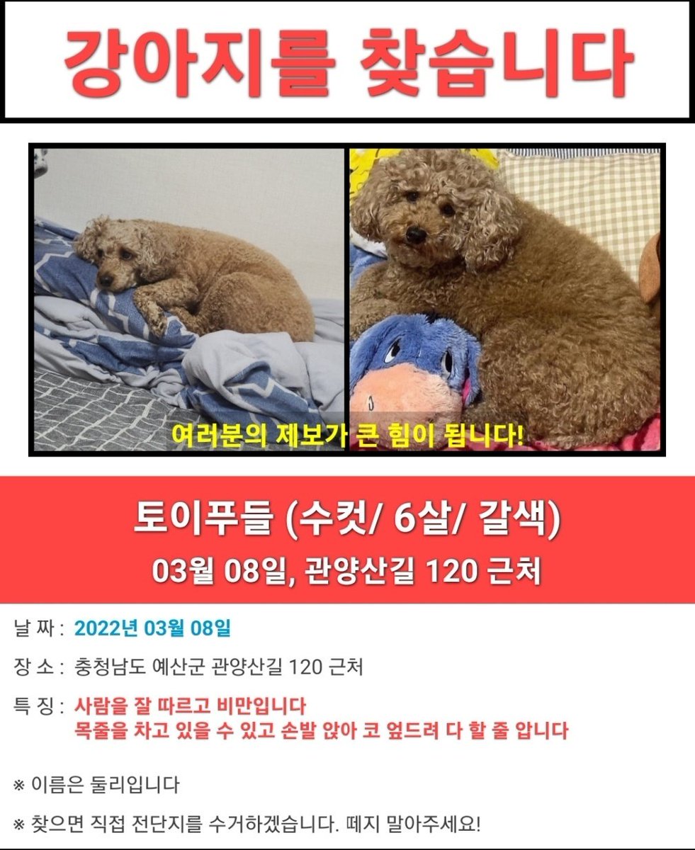 NOEJ1216's tweet photo. 지인이 강아지를 잃어버렸다고합니다.
목격하신 분들은 @dooly.0401 인스타 디엠으로 제보 부탁드립니다. 꼭 찾을수있게 도와주세요😭 #강아지 #푸들 #실종 #강아지를찾습니다 리트윗부탁드려요ㅜㅜㅜ https://t.co/aPHGUpsWIJ