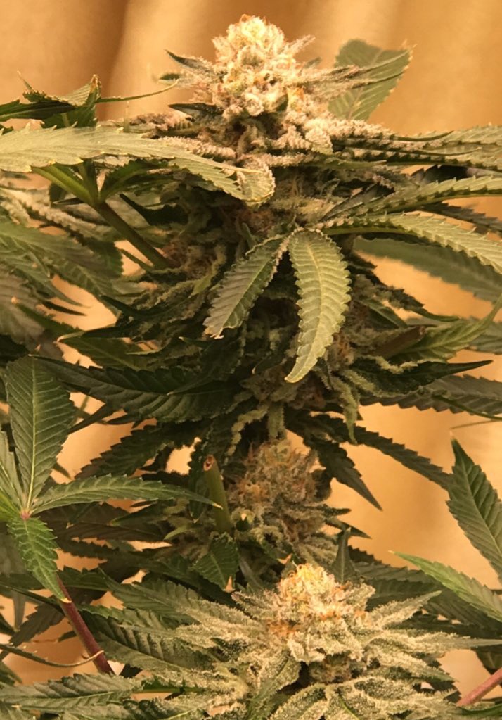 VTlamp369's tweet photo. For monday morning.
#cannabis #WeedLovers https://t.co/VArFuOrm29
