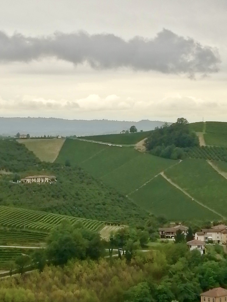 Thought for the day: 
“Alone in the vegetable kingdom, the vine makes the true savour of the earth intelligible to man” (Colette – 'Prisons et Paradis')