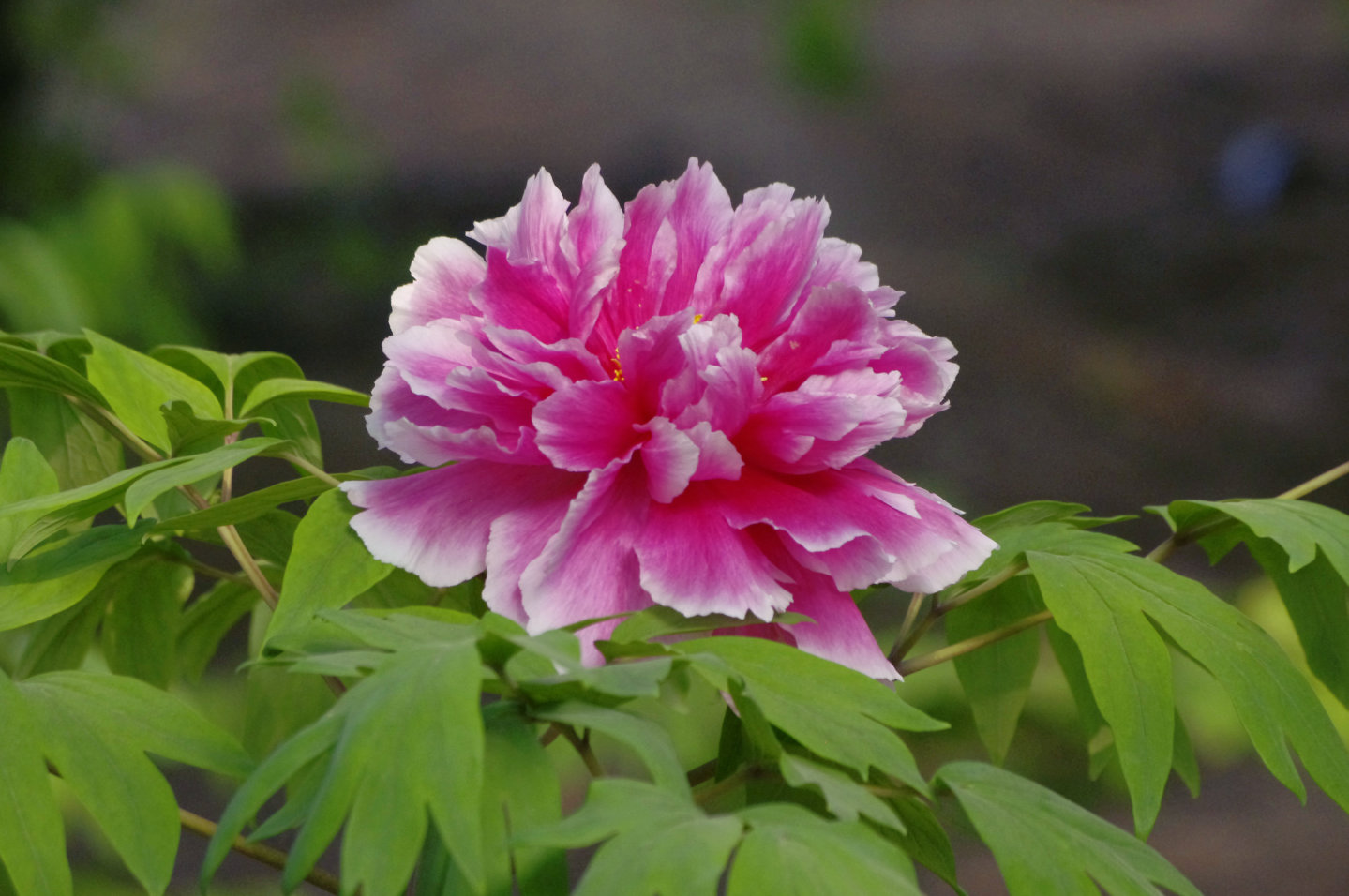 China Daily On Twitter Beautiful Peonies Are In Full Bloom In Beijing