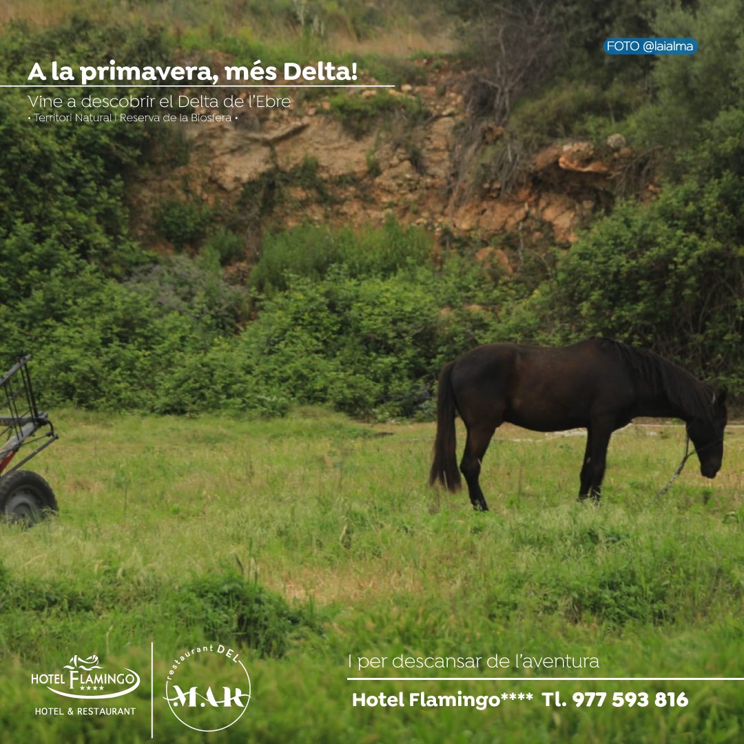 👀 A la primavera, més Delta! Conecta amb la natura i l'agricultura del territori i descansa després a casa nostra, que també és la teva 🌐 hotelflamingo.cat

#deltadelebre #reservadelabiosfera #hotelflamingoampolla #restaurantdelmarampolla