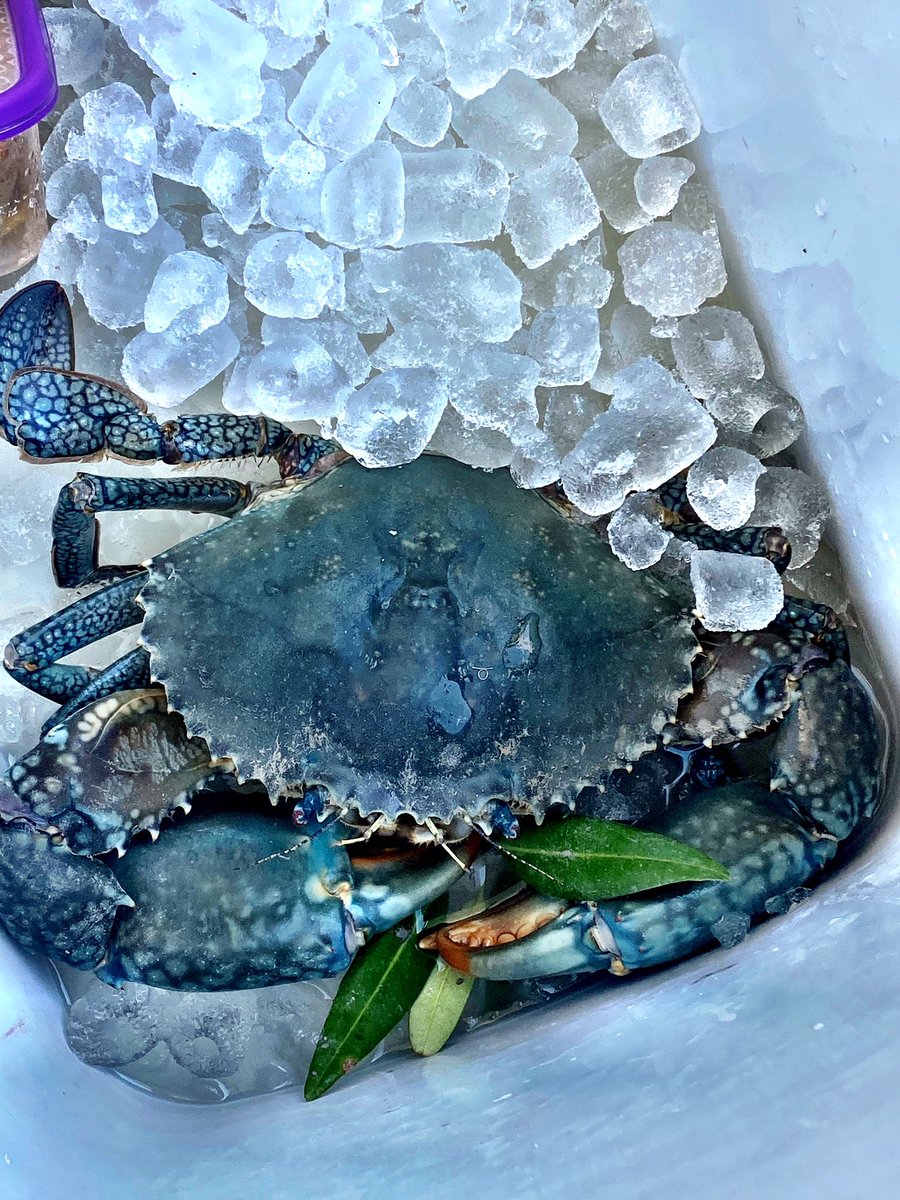 kelstar220's tweet image. Most relaxing day along the creeks in Broome town today #exploring #fishing #mudcrabs @alan_kickett @williecreek