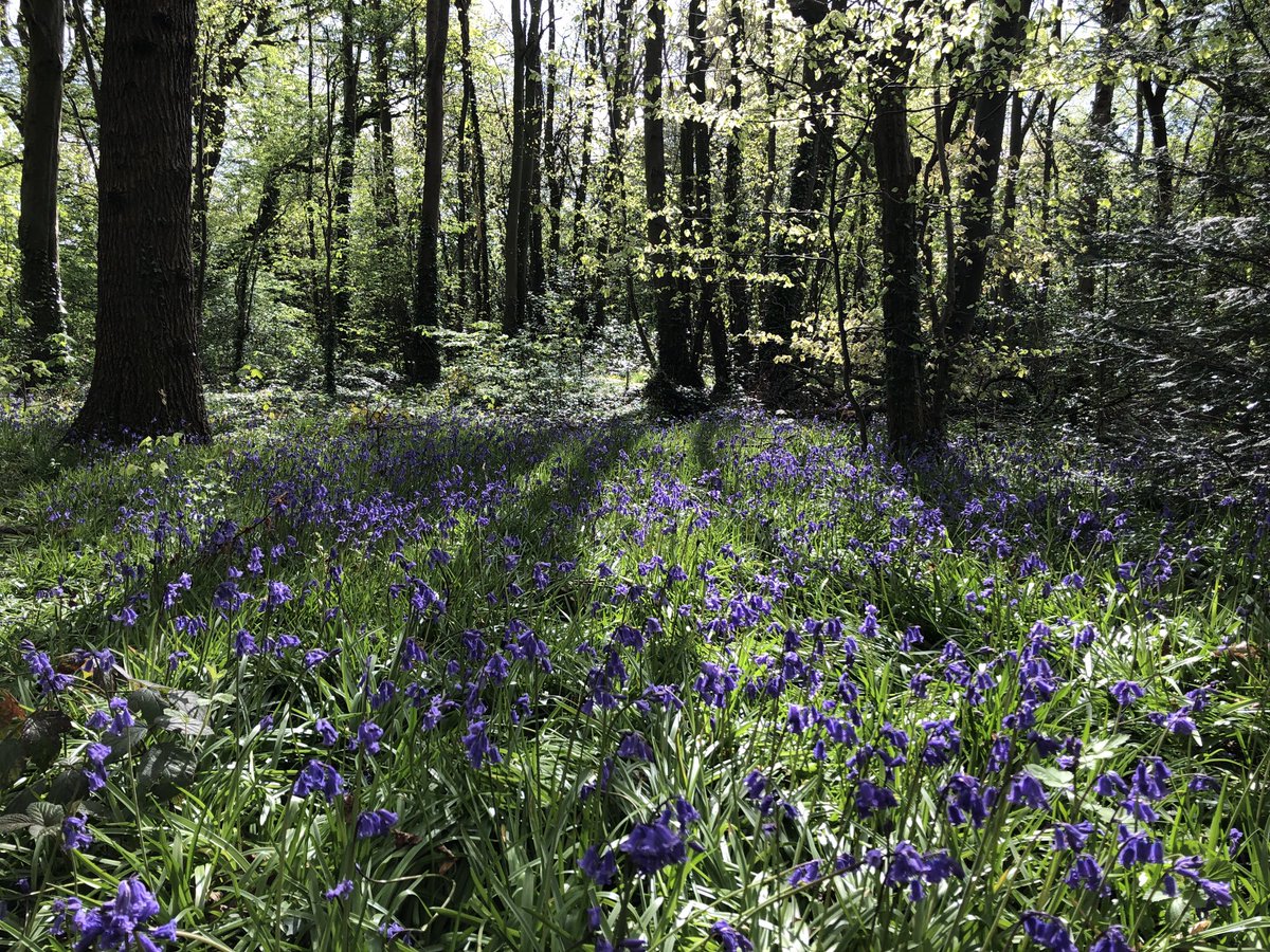 kevbrackenbury's tweet photo. The most beautiful place in the world right now.
#doggwalk #bluebells #woods #dukesdrive #handbridge https://t.co/R57cWHlx4V