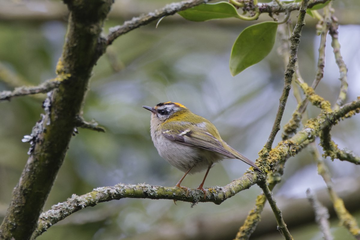 Like London Buses ... Possibly a different Rouzel at Osterley Park this morning ... Firecrest still present too.