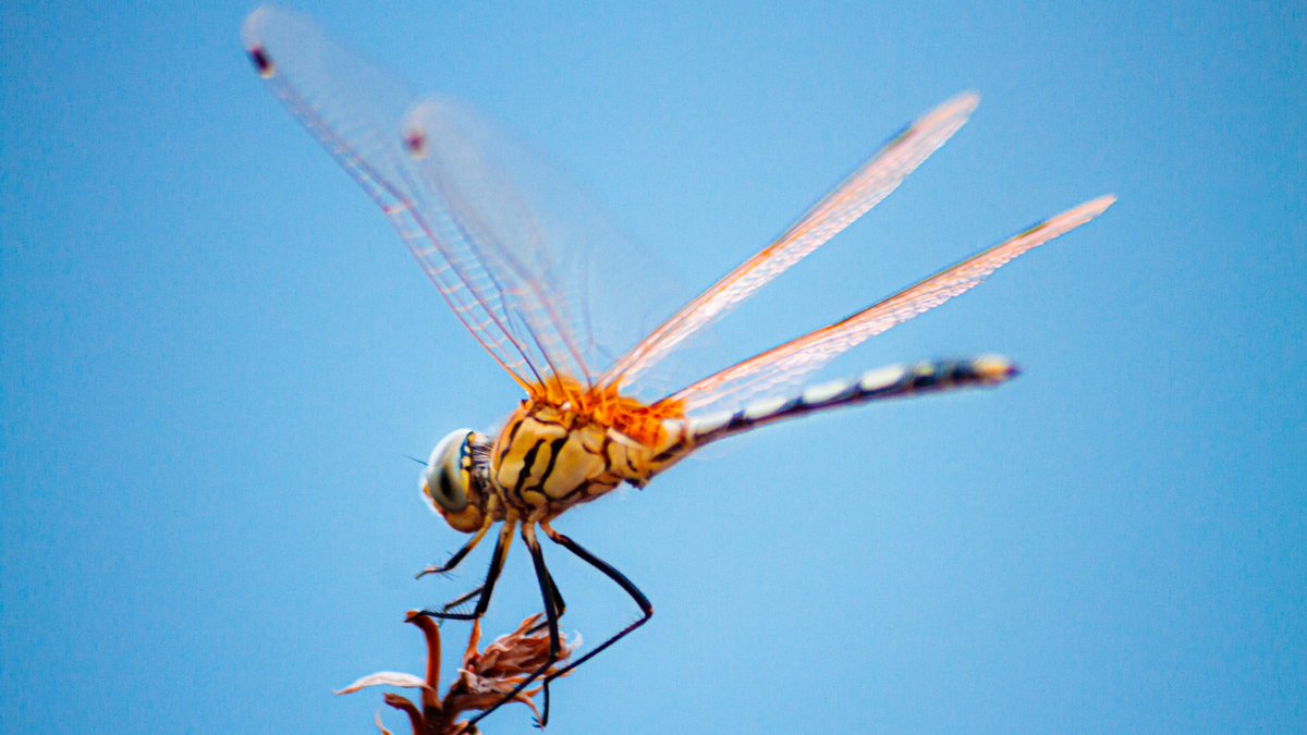Dragonfly...

Romanian: Devil’s Horse or Devil’s fly

Swedish: The people believed that the Devil used the dragonfly to weigh people’s souls. The dragonfly would circle a person to get the measure of their soul.

#mudart #nature  #NaturePhotography #macrophotography #photography