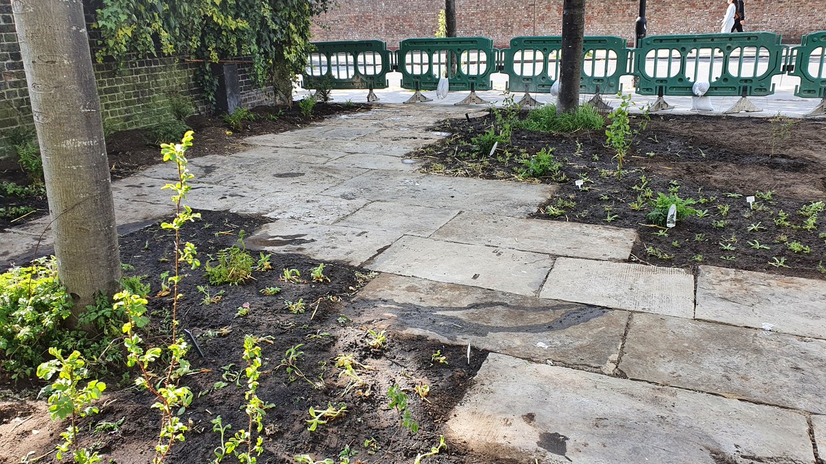 BermondseyTrees's tweet photo. Thank you everyone who helped plant and water the first phase of #Bermondsey’s new street garden yesterday. You did an incredible job! We've created the #OctopusGarden by depaving the unloved corner of Lynton and Dunton Rds. Seats &amp; bike racks coming next! #GrowBackGreener 1/ https://t.co/9R2sC6bYJe