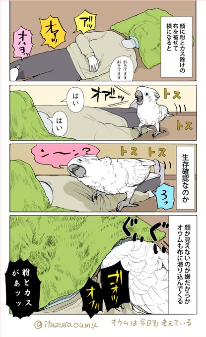 相手の顔を見ていたいオウム 