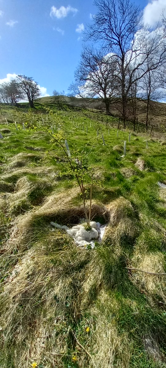 9treesUK's tweet photo. We had a great time at the #Volunteer #EcoMatting day in #Powys! A big thank you to everyone who took part and helped the #ClimateFightback!
Interested in helping #9TreesUK to do more? Check our event's page for updates on what we're doing!
#LocalChange #EarthDay2022 #Woodlands https://t.co/4wnQT2qJwZ
