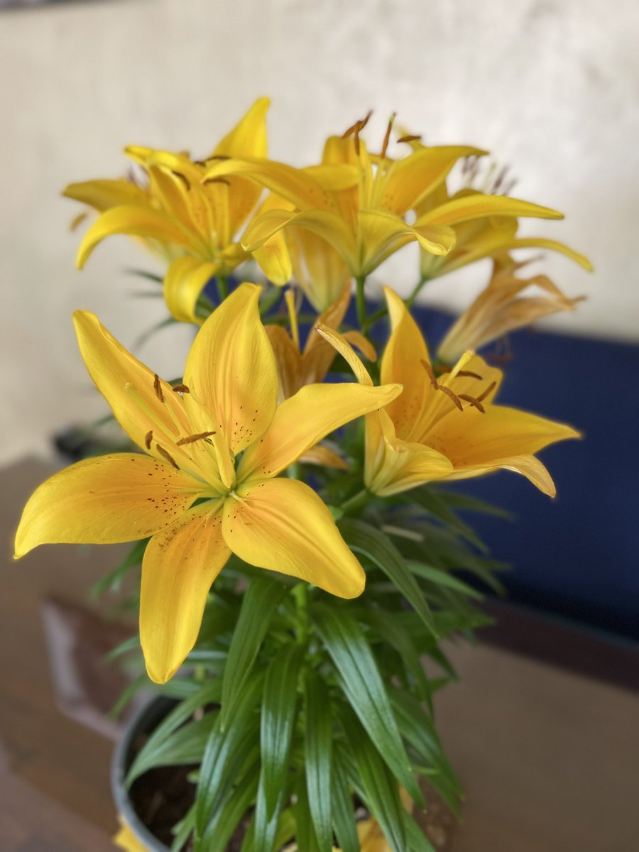 I am so grateful for the overwhelming amount of support received overnight for #DevsLaw. Thank you so much everyone.  Please feel free to share my pinned tweet to raise awareness. 

Dev’s favourite colour was yellow 💛
#RoadSafety #AEB