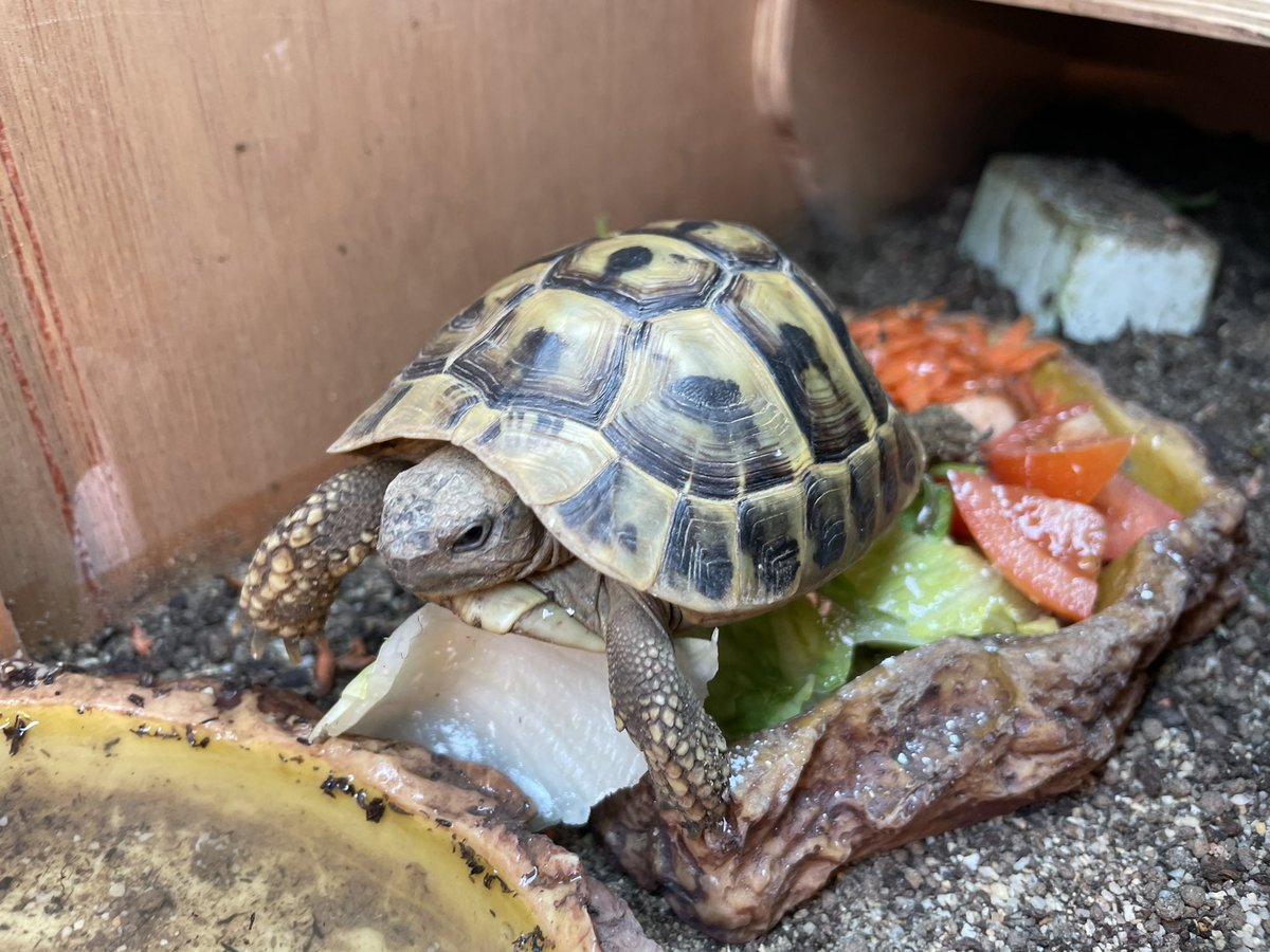 Voldetort18's tweet photo. Fresh food and water? I don’t think so! It obviously needs me to walk all over them to make them suitably mucky 🐢 #Voldetort #Voldetortthehermanntortoise https://t.co/9PXx31CnPH