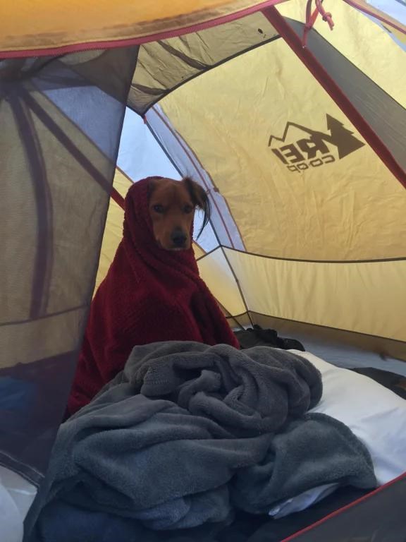 Camping_Heaven's tweet photo. Best camping partner ever. [by Dapper-Syru]
  
 #camping #campingTrip https://t.co/4H0rZbra6b