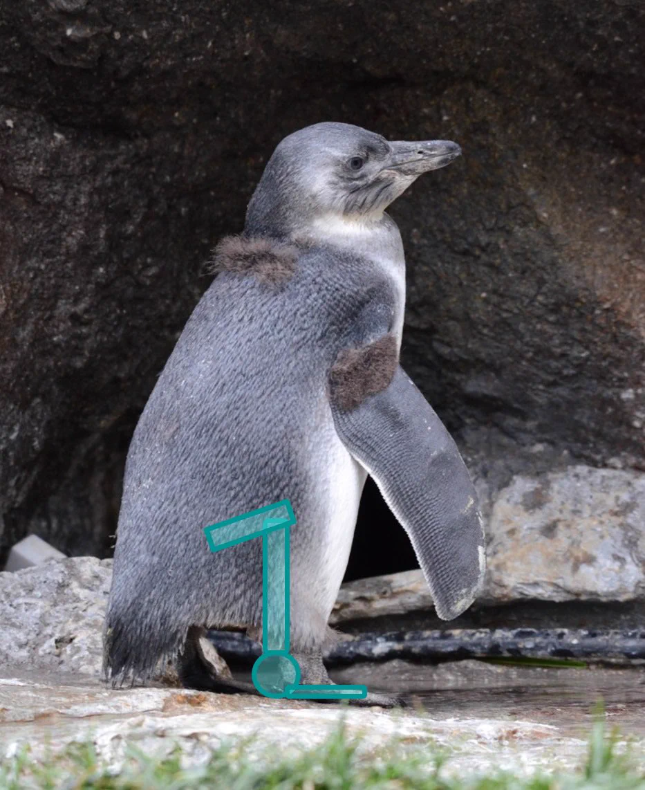 サンシャイン水族館 on X: 