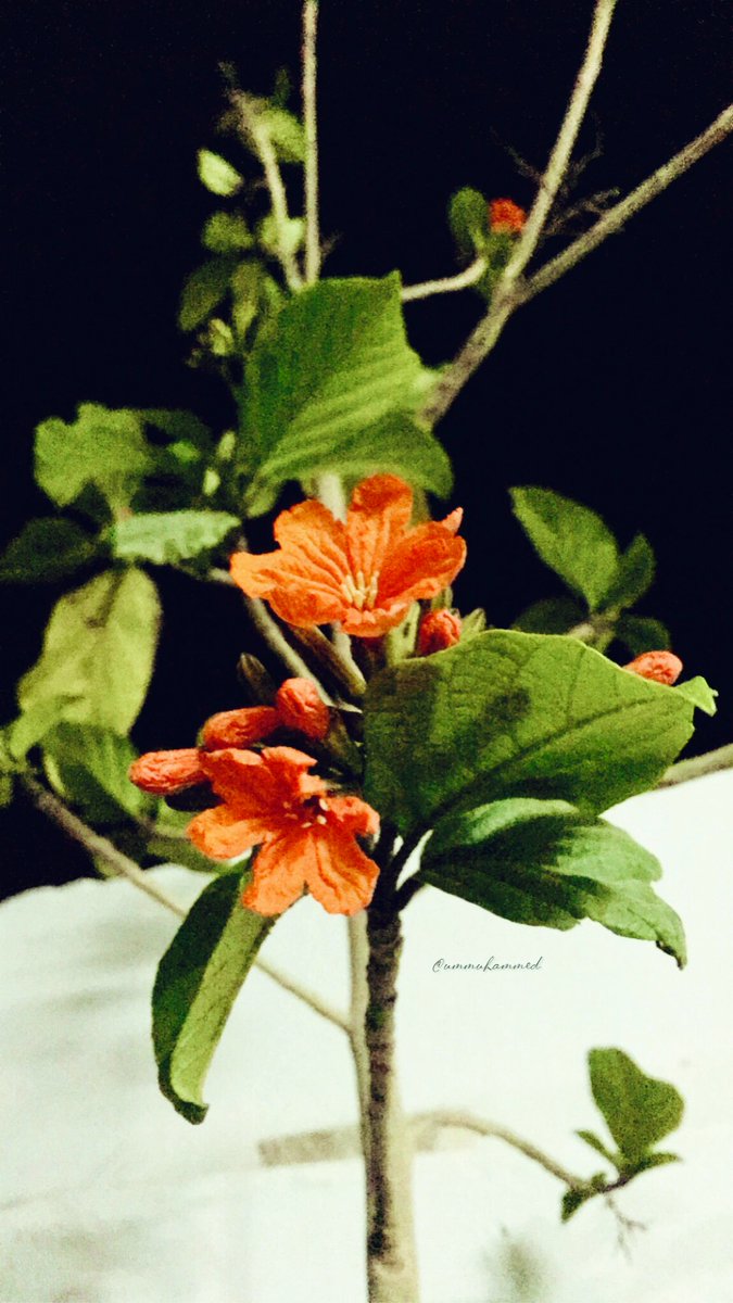 ummuham04270690's tweet photo. "اللهم إنا نسألك بقدرتك التي غلبت المشيئات وبجود كرمك وعظيم فضلك
وبرحمتك التي وسعت كل شيء .. ألا يخرج علينا فجر العيد إلا وارضيتنا
ووهبتنا من لدنك سعداً وجبراً وعفواً وقبولاً وتمكيناً وتسخيراً في قلبه
تيسيراً نكمل به عسير الطرقات" https://t.co/3XnijXUnF5