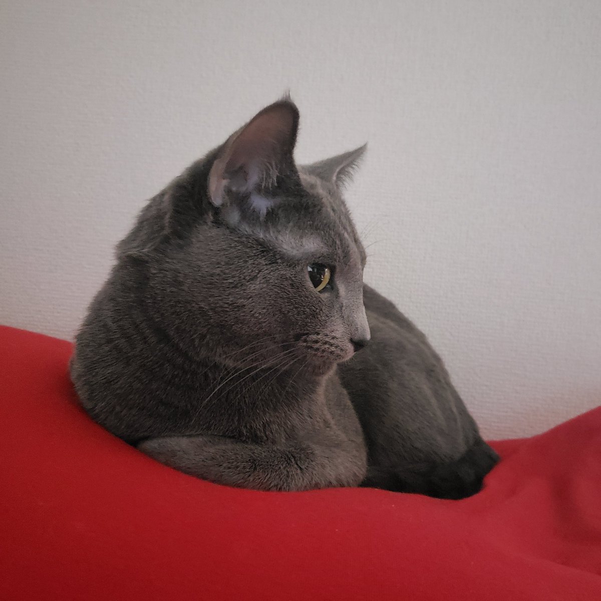 devilkillertype's tweet image. #ねこ　ボクが具合いが悪いと、ずっと側で心配そうにもぞもぞしちょるニル。