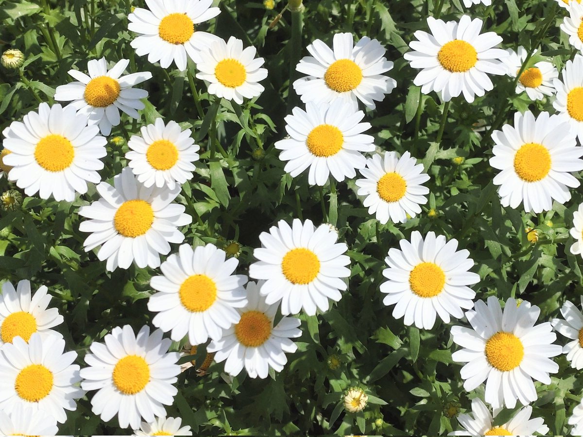 nakobiyori's tweet photo. おつかれさまでした．🌼．。．:*･ﾟ https://t.co/YXqlQGgGIg