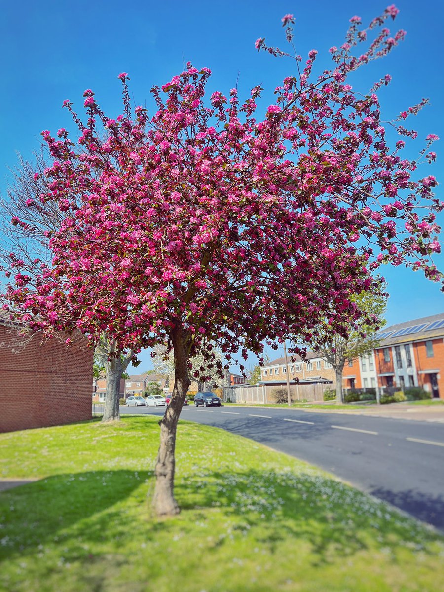 My favourite time of year. #BlossomWatch - #Southend always has so much blossom 🌸🌸 reminds me of being back in Japan 🌸🌸