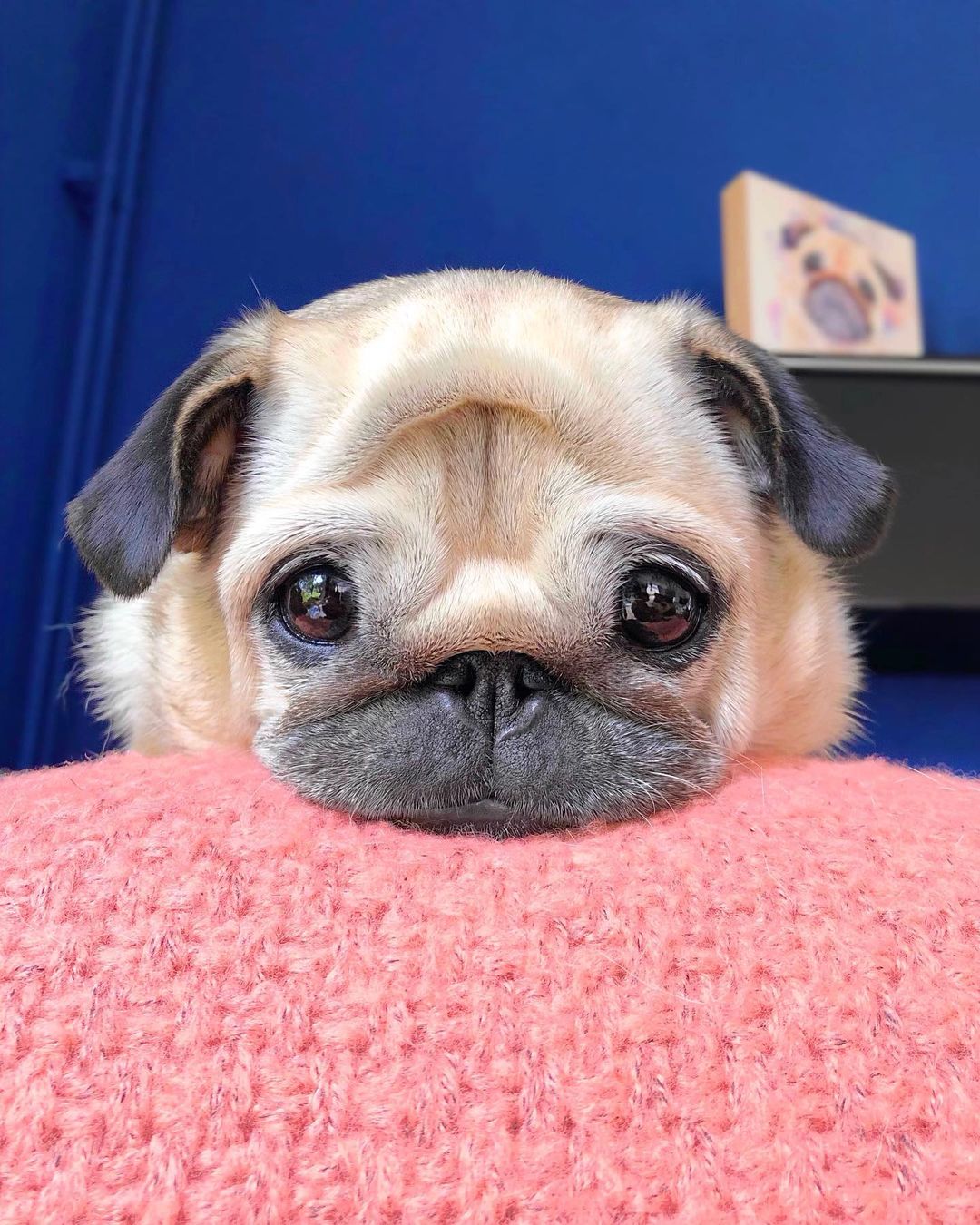 Dinky Pug on X