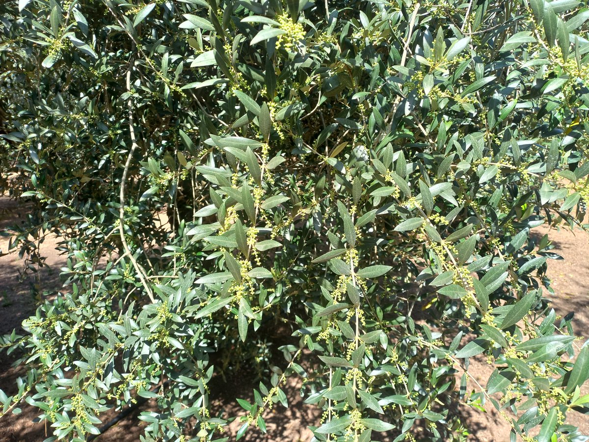 Després d'una bona esporgada d'hivern, els olivers respiren i reben els raig de sol. I així broten ufanosos plens d'olives! #oli #olidoliva #arbequina #productesdeproximitat #productesdelaterra #catalunyaexperience #cuinacatalana #catalanfood #km0slowfood #masdelvila