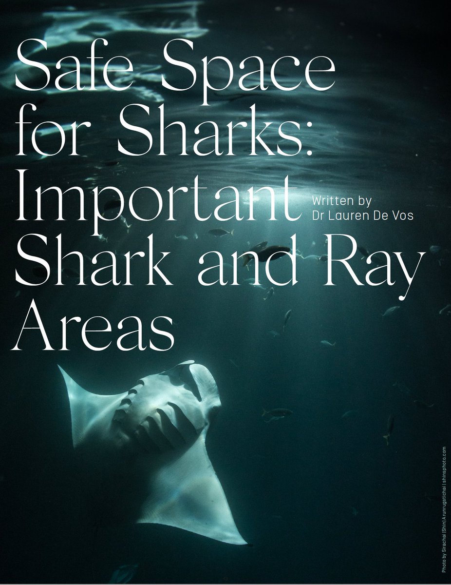 SharkRayAreas's tweet photo. Read more about #ISRAs for #sharks and #rays in the new issue of #SharkNews from @IUCNShark https://t.co/HqDwvrNZhY