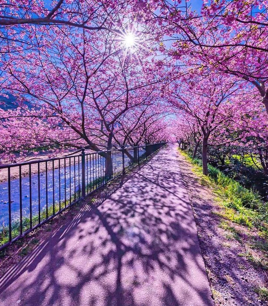 OfficialPLT's tweet photo. Spring in Japan 🌷
(@beautiful.places) https://t.co/pajm4Zm45G