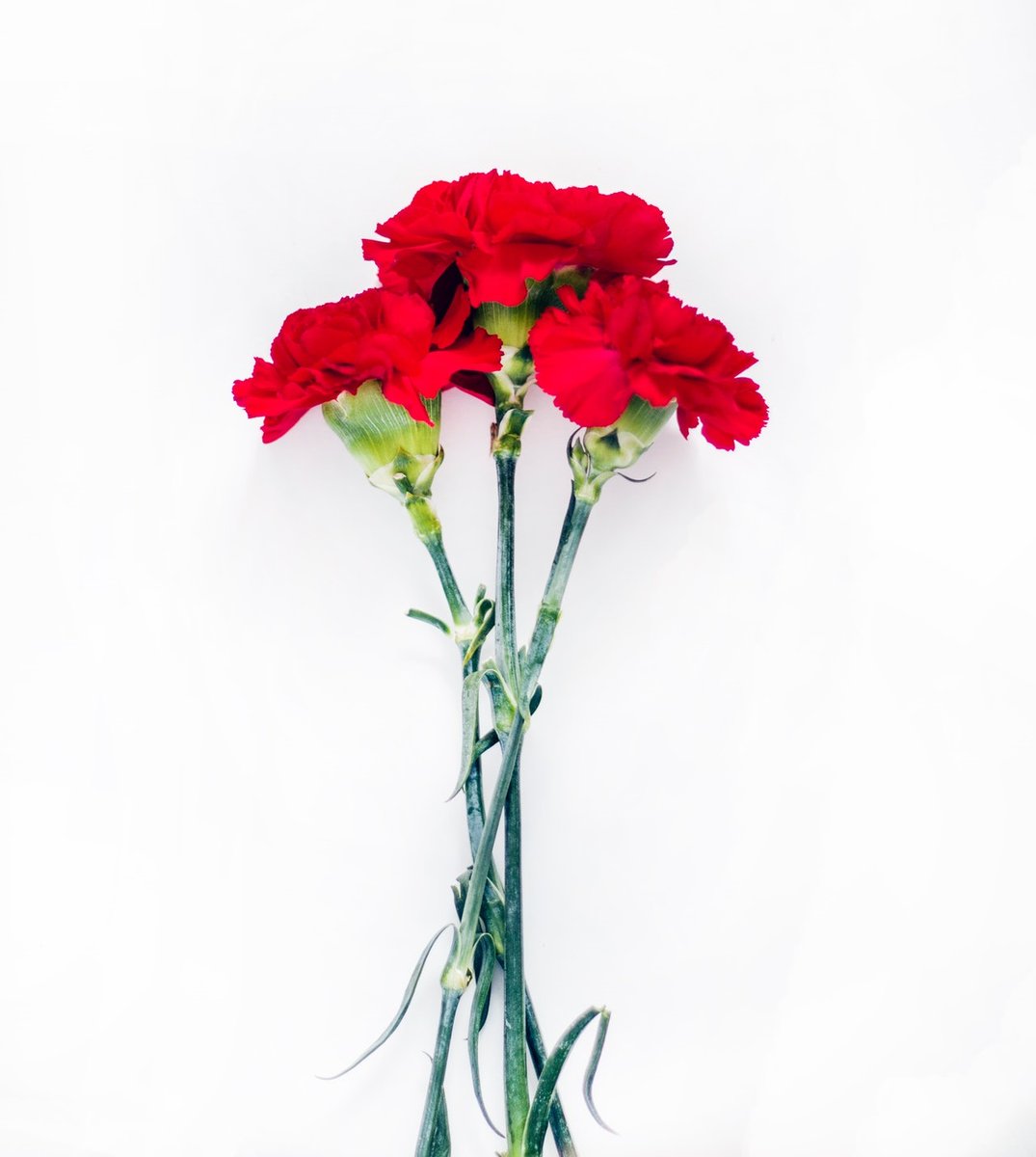 camoes_ip's tweet photo. 25 de abril | Dia da Liberdade

 📸 Dominika Roseclay / Pexels https://t.co/JwbE6JA8un