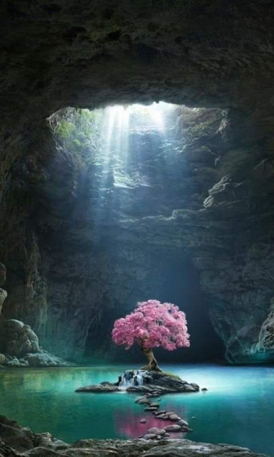 Un solitaire magnifique🌳💗