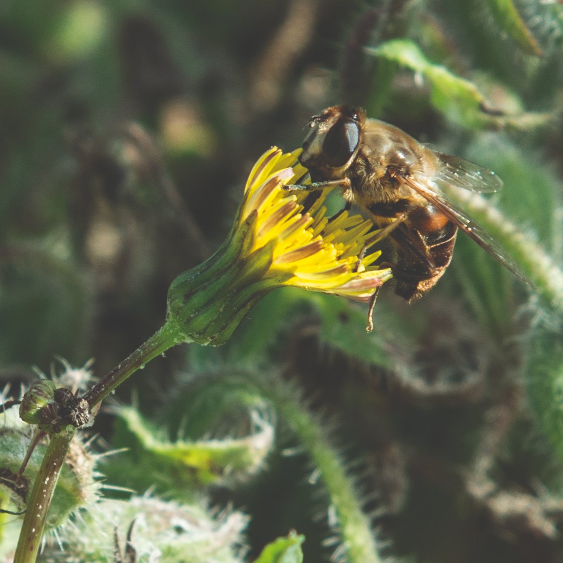 BejoEspana's tweet photo. 🐝 Ecológicos desde el principio
Más de 170 variedades en más de 35 cultivos.

📎 https://t.co/bwGwaRwxv3

#EcologicoDesdeElPrincipio  
#ExploringNatureNeverStops https://t.co/yrEj3elB1R