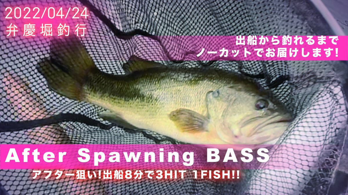 OnesOwnSelf2's tweet photo. 都心バサーの皆様、待ってないかもですが
お待たせしました！

先日(23日土曜日)の釣行の様子の出船から釣れるまでノーカットの動画アップしますー！

17時から視聴可能になっております。

#弁慶堀　#バス釣り　#バスフィッシング　#アフタースポーン
https://t.co/U3SfPfwJqy https://t.co/jXUQgy5NXX