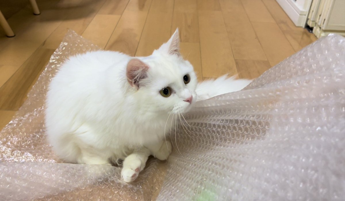 meow_circle's tweet photo. When you open the package with a cat😅
#cat #CatsOfTwitter #fun https://t.co/FhZSqZizQJ