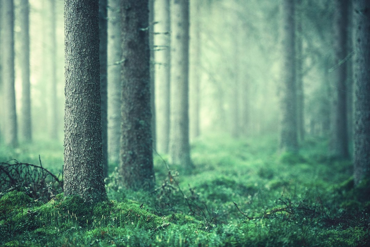 JoniNieme's tweet photo. Elder Forest https://t.co/k9G6x8tHer