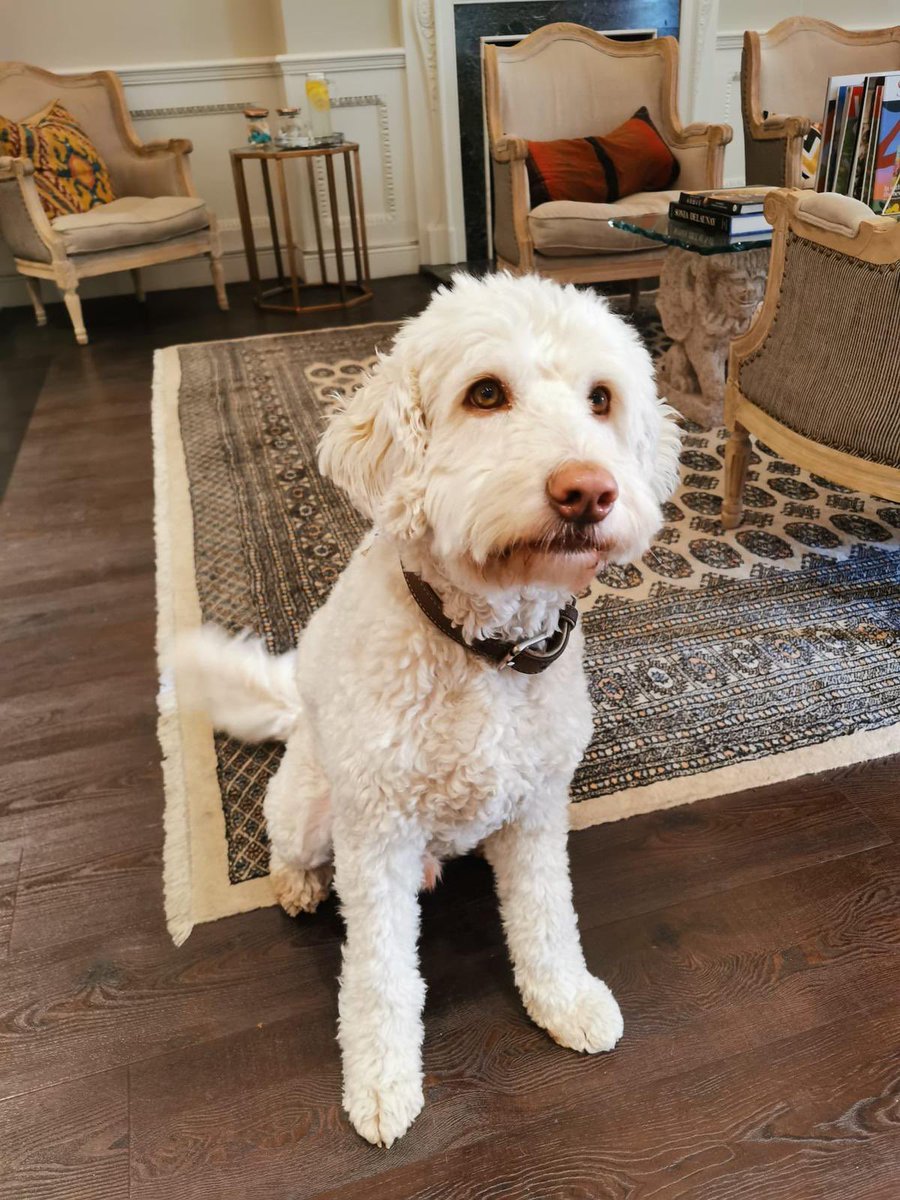 Introducing our wonderful guest Suma. Look at that waggy tail! 😍

9 Hertford Street

#mayfair #london #dogfriendly #dogfriendlylondon #dogfriendlyholiday #dogfriendlyholidays #selfcatering #dogfriendlyselfcatering #selfcateringwithdogs #dogsinlondon #dogsarewelcome