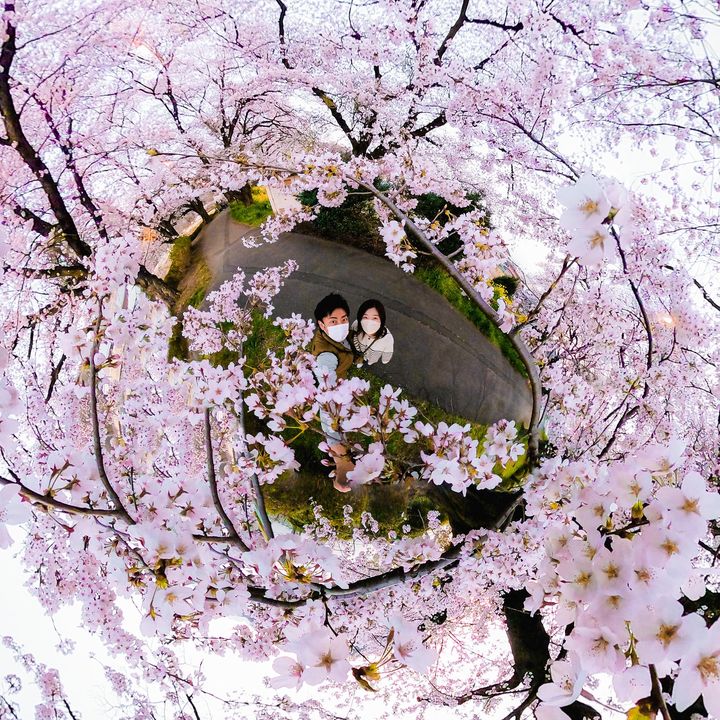 GoProJP's tweet photo. Photo of the Day
360°のお花見タイム 🌸
桜の木の間に #GoProMAX をポジションし、GoProならではのセルフィーを撮るYuki Araiさん。

@Quik アプリを使えばMAXで撮影した360°映像から自分好みのアングルの写真としても書き出し可能！
無料アプリをチェック 👉 https://t.co/smNNzAQ5R1 https://t.co/BgI674O7mt